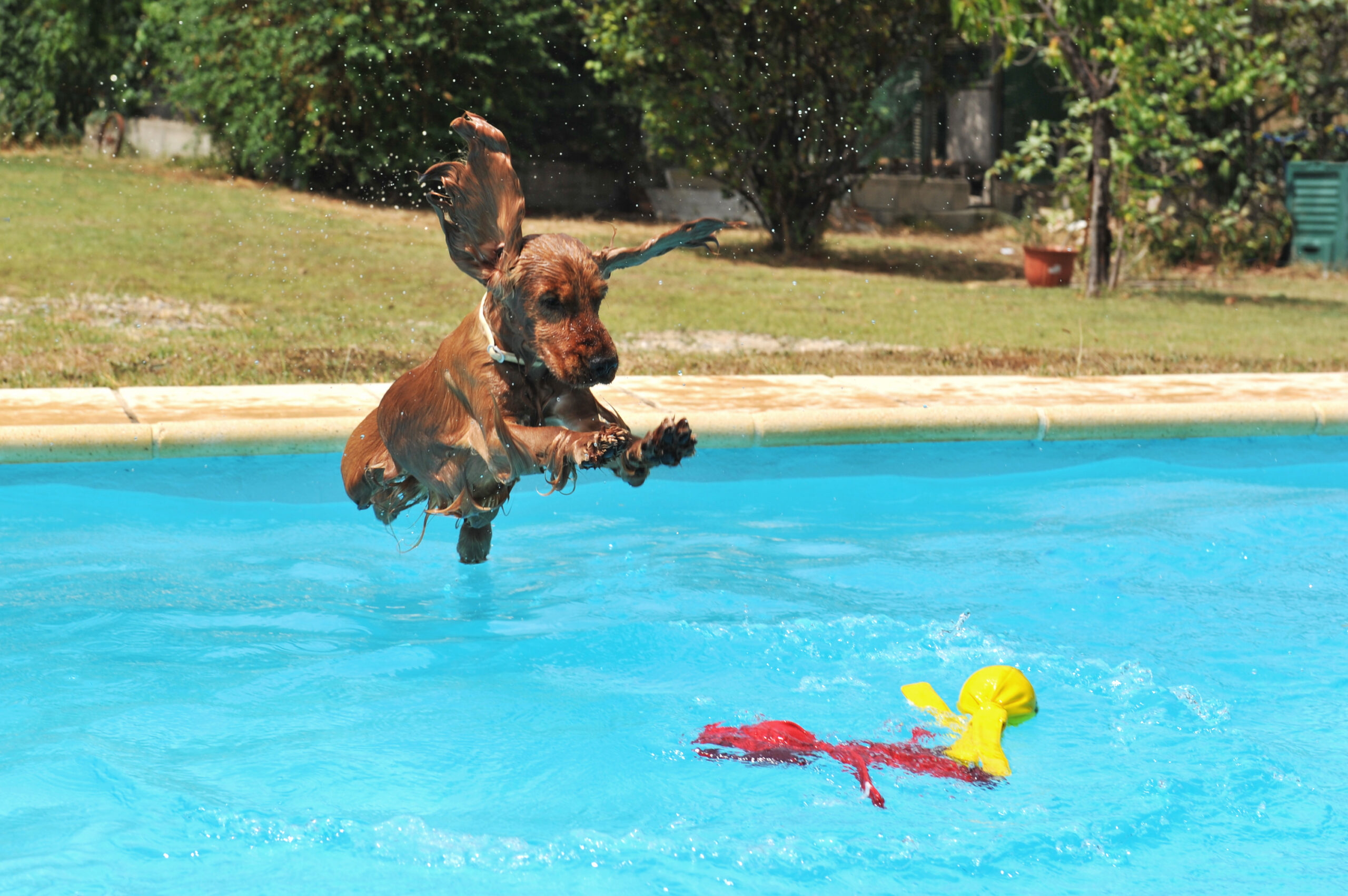 A dog leaping into a pool with enthusiasm and excitement.