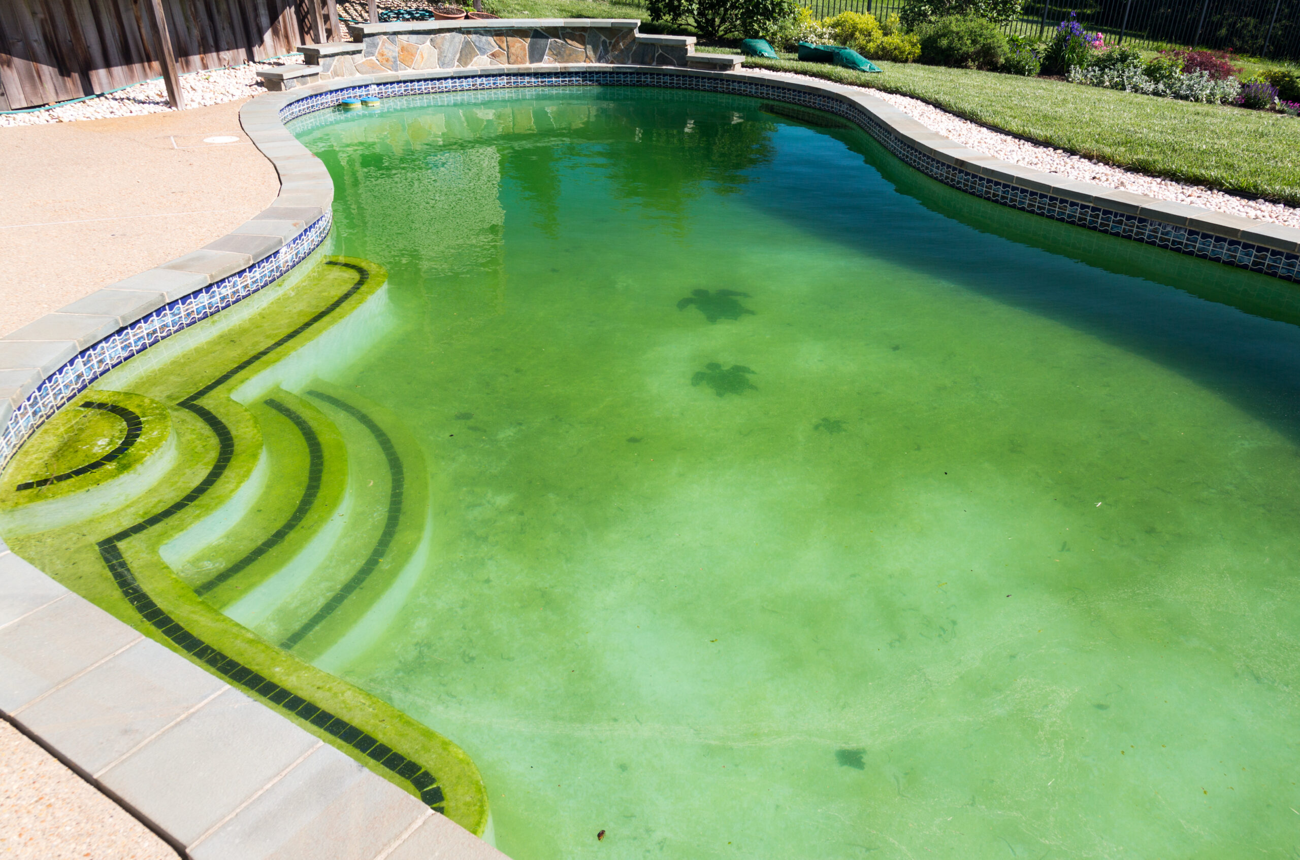 pool with algae