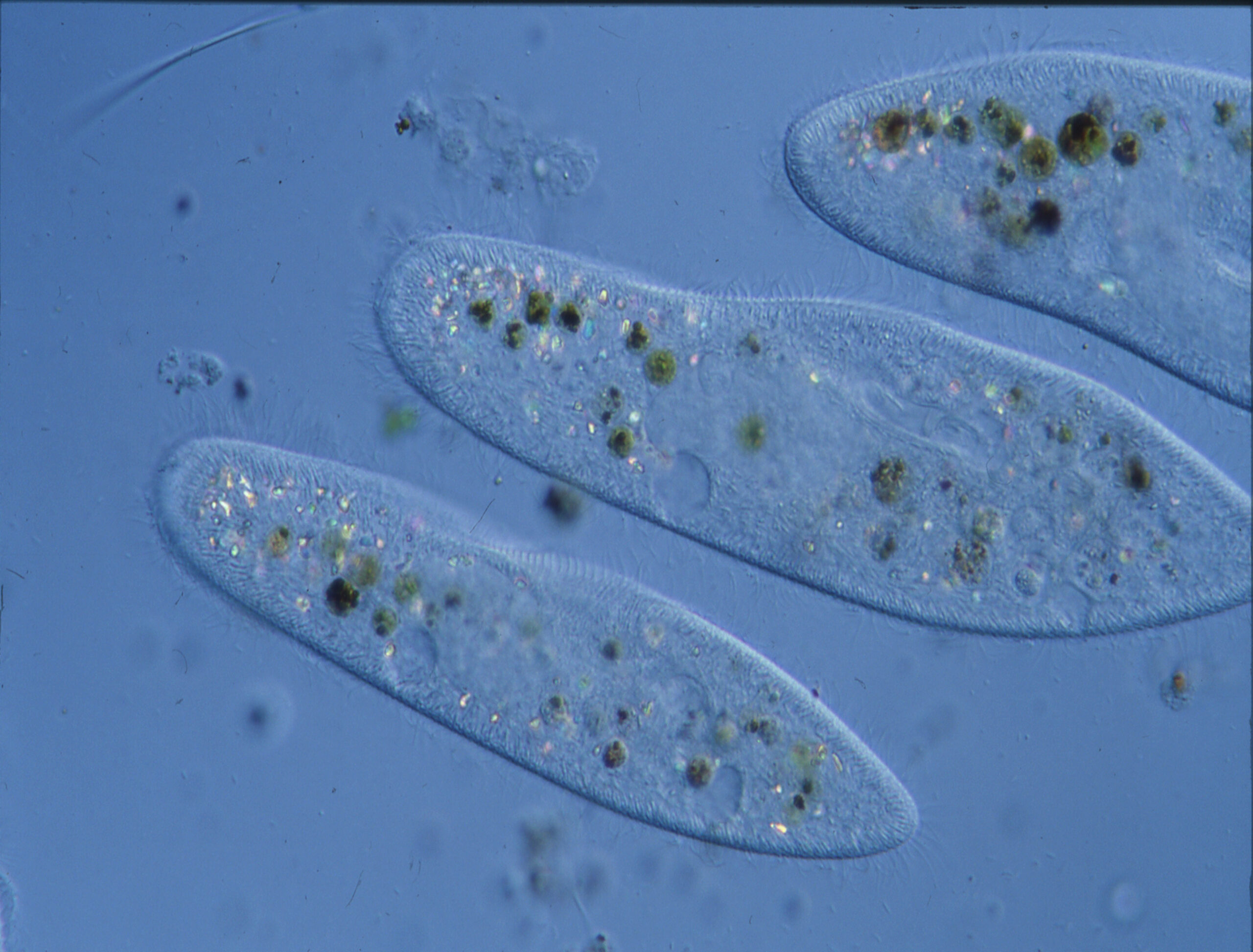 Microscopic view of water bacteria under a laboratory microscope, revealing the tiny, single-celled microorganisms in a water sample.