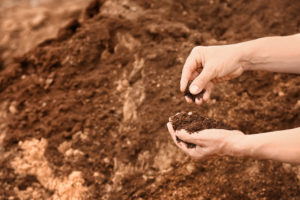 Man testing rich soil outdoors