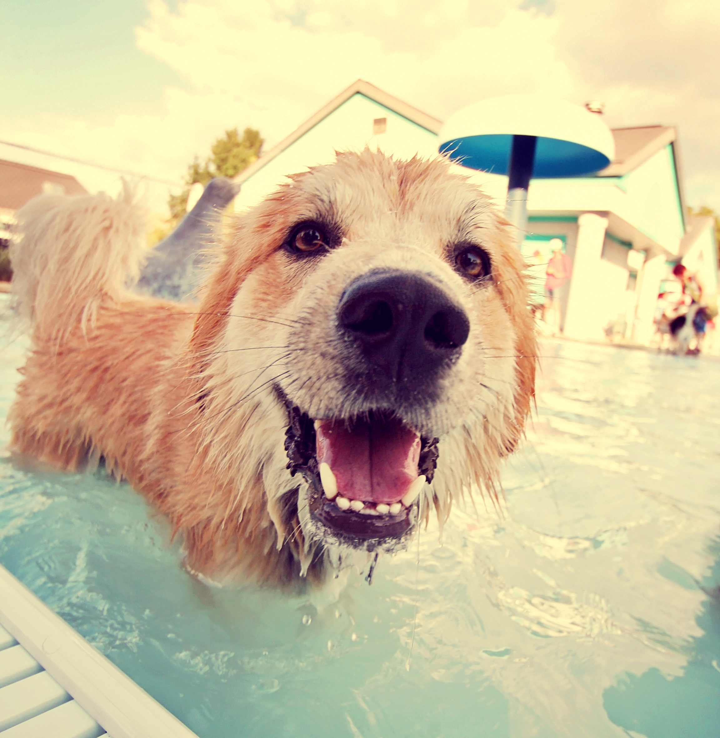 A dog joyfully swimming in a pool, enjoying a refreshing dip.
